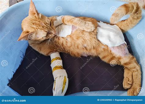 Yellow Cat Lesion Hurt Injured With Cure Bandage Lay In Basin Stock