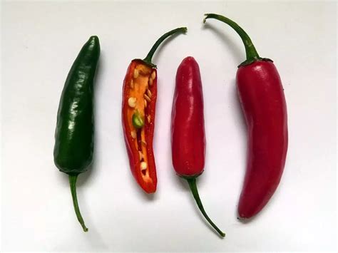 Capsicum annuum 'Serrano' - Herbaceous Plants,Vegetable Seeds,Web page ...