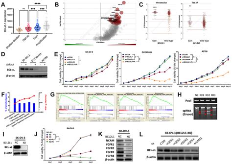 Dual Inhibition Of Fgfr And Bcl Xl Inhibits Multi Resistant Ovarian