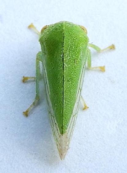 Pennsylvania Treehopper For Id Atymna Querci Bugguidenet