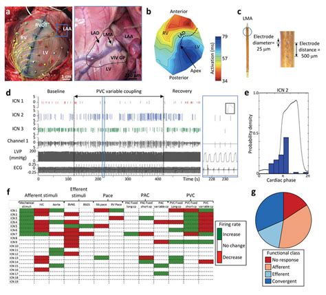 Cardiac Electrophysiological Mapping And Neuronal Recording Methods