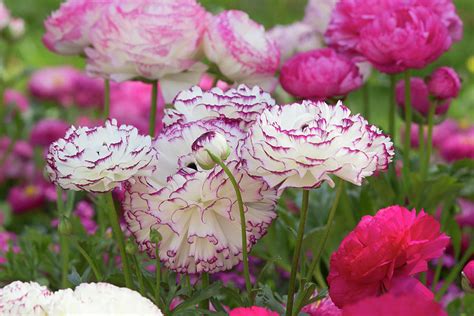 Ranunculus Asiaticus Purple Picotee White With Purple Edge Photograph