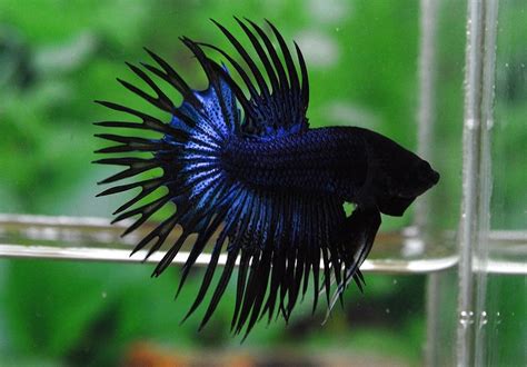 CT202 - Black Orchid Crowntail ! ~ Betta 138