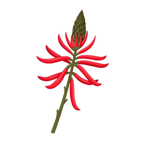 Vector Illustration Erythrina Mulungu Commonly Called Mulungu