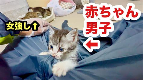 女子猫に圧倒される赤ちゃん子猫男子が可愛いすぎる Youtube