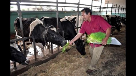 Emprender Con Un Cultivo De Forraje Que Esta Listo En Dias Youtube