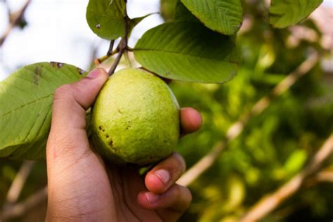 5 Manfaat Daun Jambu Biji Untuk Wajah Dan Efek Sampingnya