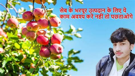 Apple Apple Ki Kheti Apple Ber Ki Kheti India Summer Apple