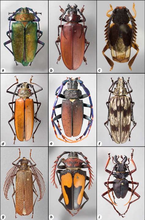 Cerambycidae