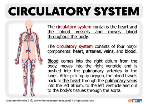 What is the Circulatory System | Definition