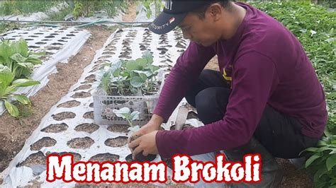 Cara Pindah Tanam Brokoli Aktivitas Di Kebun Mini Youtube