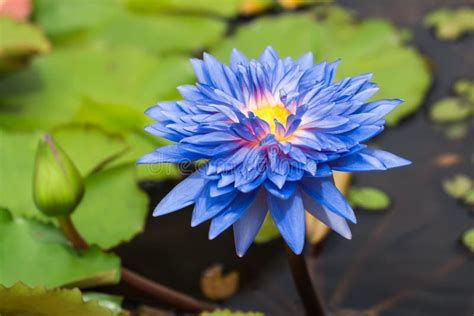 Purple Lotus Flower Growing Upright Stock Photo - Image of nature ...