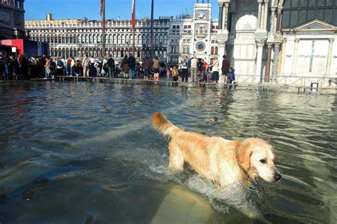 Why Is Venice Underwater? | brainbend