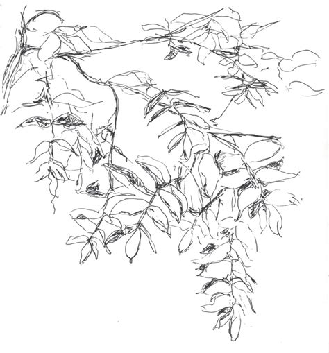 Ash Tree Drawing at GetDrawings | Free download