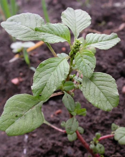 Amaranthus Retroflexus Seed