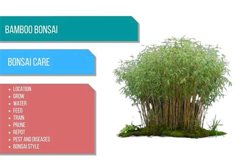 Bamboo bonsai care