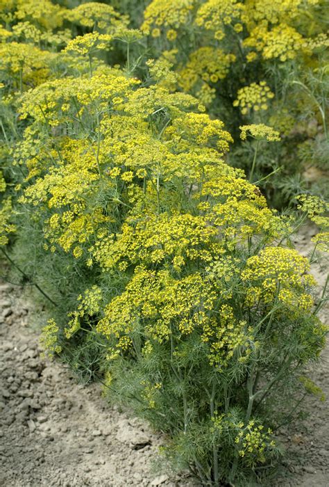 ANETHUM Graveolens Dill HEDGER Muller Seeds