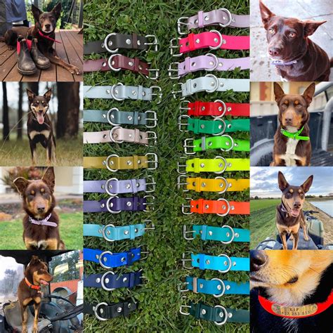 Collar and Name Tag – Coopers Collars