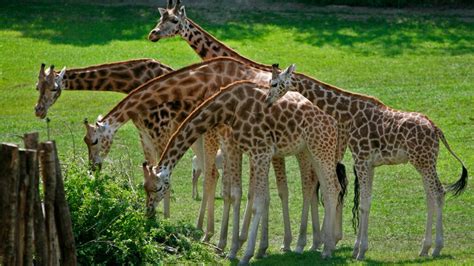 Ausflug Zum Aalborg Zoo Attraktion In Nordjütland