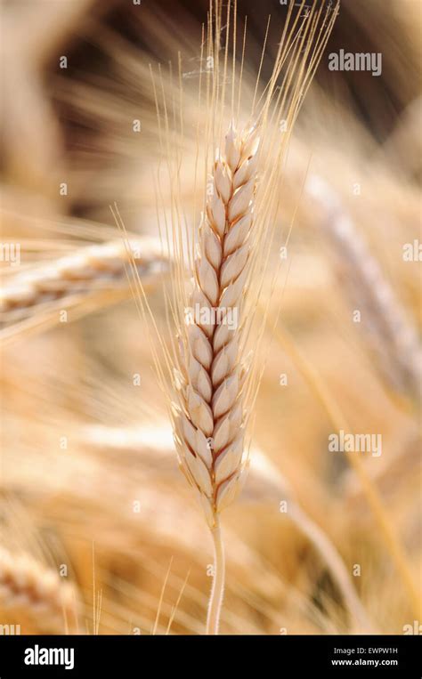 Planta De Triticale Fotograf As E Im Genes De Alta Resoluci N Alamy