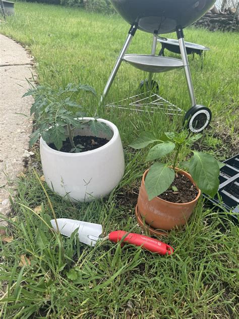 Are These Good Plantings For My Heatmaster Tomato And Anaheim Pepper Plants Never Done This