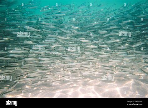 Lot Of Small Fish In The Sea Under Water Fish Colony Fishing Ocean