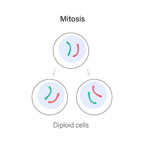 Premium Vector | Mitosis cell division