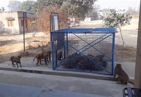 インド人が猿にマジ切れ。街中の猿を皆殺しにする為のトラップを仕掛ける ポッカキット