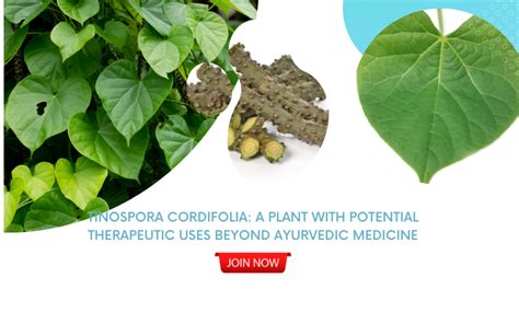 Tinospora Cordifolia: A Plant with Potential Therapeutic Uses Beyond A ...