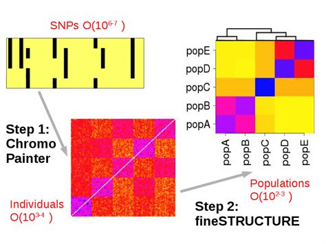 fineSTRUCTURE