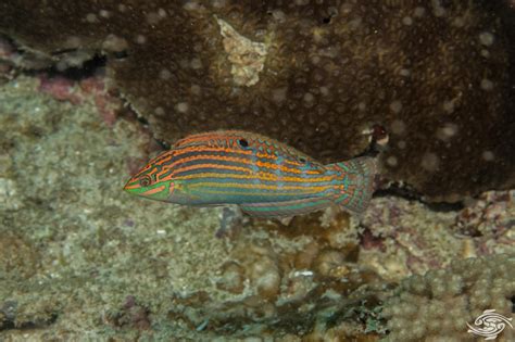 Adorned Wrasse- Facts and Photographs | Seaunseen