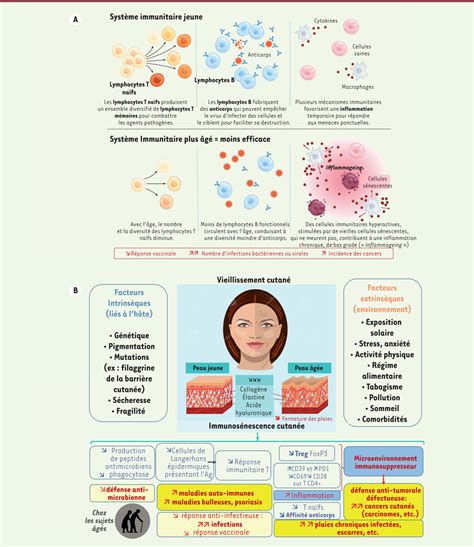 Vieillissement cutané Physiopathologie et thérapies innovantes