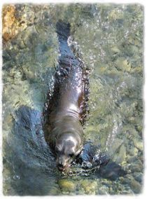 Adaptations - CA Sealions