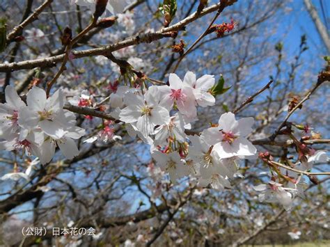 四季桜 桜図鑑｜公益財団法人日本花の会