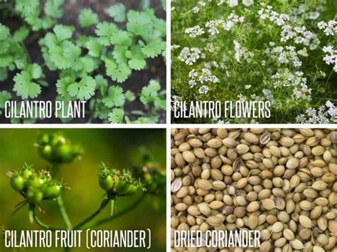 How To Grow Cilantro And Coriander In Your Garden Growfully