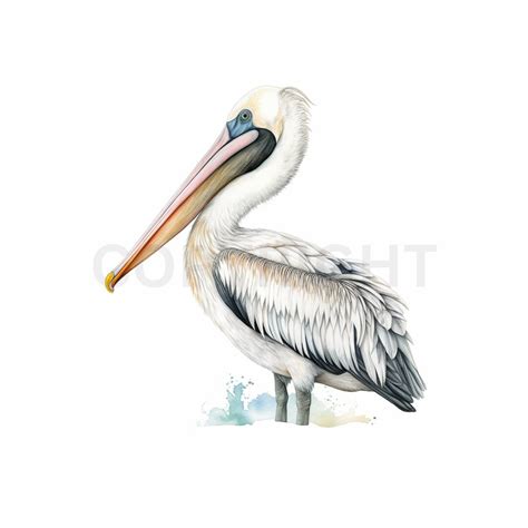 Pelican Clipart 8x Jpgs Pelican Clip Art Watercolor Digital Download ...