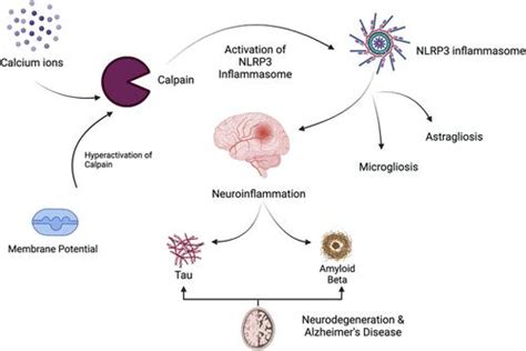 Crosstalk Between Nlrp3 Inflammasome And Calpain In Alzheimers Disease