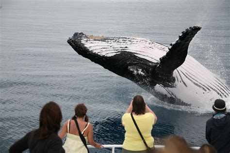 Fraser Island Whale Watching Cruise - Adrenaline