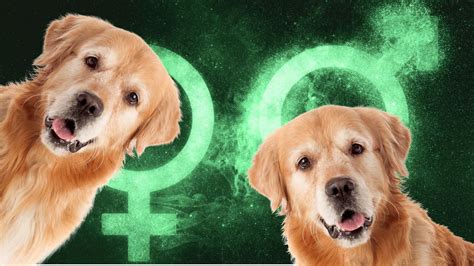 Machos y hembras de Golden Retriever Qué diferencia tienen YouTube