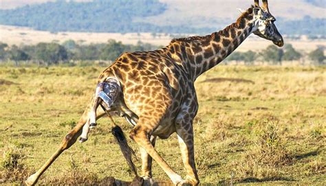 Safari De D As Al Cr Ter Del Ngorongoro Empakai Y Tarangire