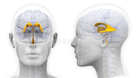 female venctricles  brain anatomy isolated  white stock