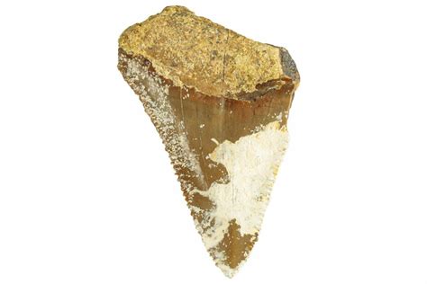 1.68" Partial Fossil Megalodon Tooth From Angola - Unusual Location ...