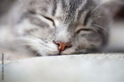 Sleeping Pussy Stock Photo Adobe Stock