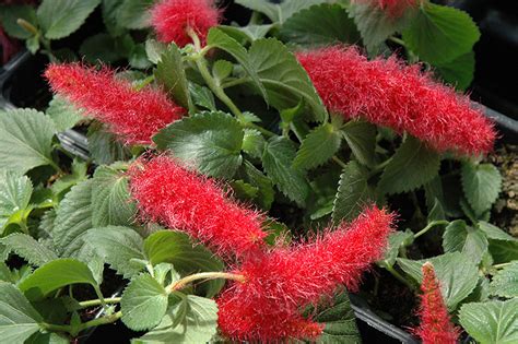 Firetail Chenille Plant (Acalypha hispida) in Denver Arvada Wheat Ridge ...