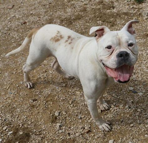 Dijon Horka une bouledogue américain très joueuse