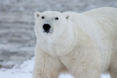 Les Ours Polaires Parmi Les Premi Res Victimes Du R Chauffement