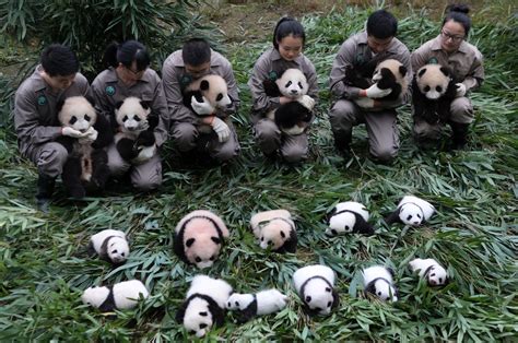 36 Baby Pandas Debut at the China Conservation and Research Center for ...