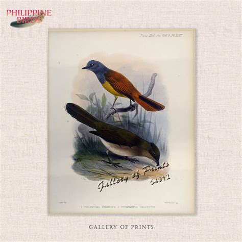 Philippine Birds – Gallery of Prints