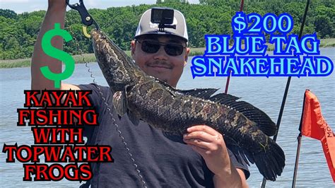 200 BLUE TAGGED SNAKEHEAD Kayak Fishing Topwater Frogs Chesapeake