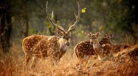 Abohar National Park